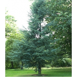 nasiona Cedr libański Calocedrus szt5 Fore41