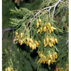 nasiona Cedrzyniec kaliforn Calocedrus szt5 Fore38