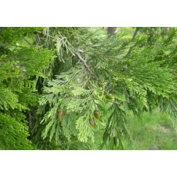 nasiona Cedrzyniec kaliforn Calocedrus szt5 Fore38