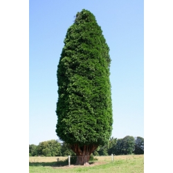 nasiona Cedrzyniec kaliforn Calocedrus szt5 Fore38