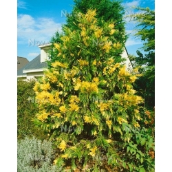 nasiona Cedrzyniec kaliforn Calocedrus szt5 Fore38