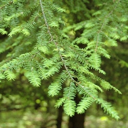 nasiona Choina kanadyjska Tsuga szt5 Fore119