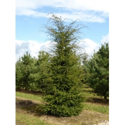 nasiona Choina kanadyjska Tsuga szt5 Fore119
