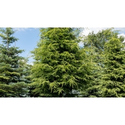 nasiona Choina kanadyjska Tsuga szt5 Fore119