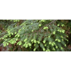 nasiona Choina kanadyjska Tsuga szt5 Fore119