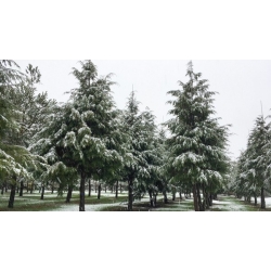 nasiona Choina kanadyjska Tsuga szt5 Fore119