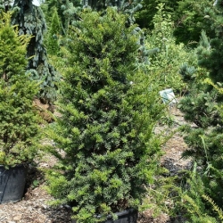 nasiona Cis japoński Taxus szt5 Fore117