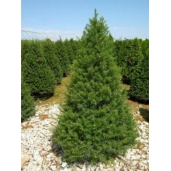 nasiona Cis japoński Taxus szt5 Fore117