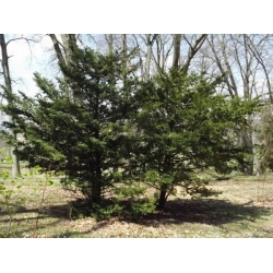 nasiona Cis japoński Taxus szt5 Fore117