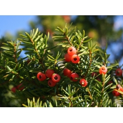 nasiona Cis japoński Taxus szt5 Fore117