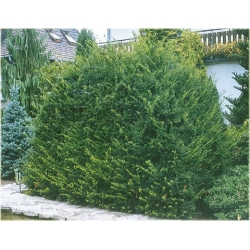 nasiona Cis pospolity Taxus szt5 Fore10