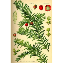 nasiona Cis pospolity Taxus szt5 Fore10