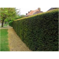 nasiona Cis pospolity Taxus szt5 Fore10