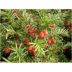 nasiona Cis pospolity Taxus szt5 Fore10