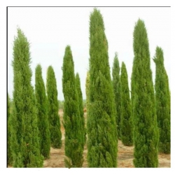 nasiona Cyprys wieczniezielo Cupressus szt5 Fore48