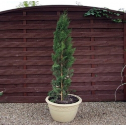 nasiona Cyprys wieczniezielo Cupressus szt5 Fore48