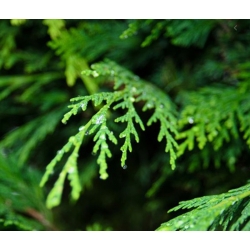 nasiona Cyprys wieczniezielo Cupressus szt5 Fore48