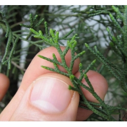 nasiona Cyprys wieczniezielo Cupressus szt5 Fore48