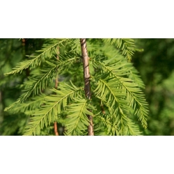 nasiona Cypryśnik błotny Taxodium szt5 Fore116