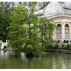 nasiona Cypryśnik błotny Taxodium szt5 Fore116