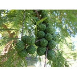 nasiona Cypryśnik błotny Taxodium szt5 Fore116