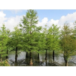 nasiona Cypryśnik błotny Taxodium szt5 Fore116