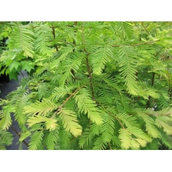 nasiona Cypryśnik błotny Taxodium szt5 Fore116