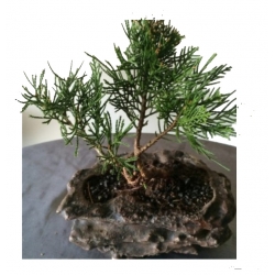 nasiona Cyprysik groszkowy Chamaecypar szt5 Fore45