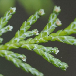 nasiona Cyprysik groszkowy Chamaecypar szt5 Fore45