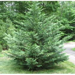 nasiona Cyprysik groszkowy Chamaecypar szt5 Fore45