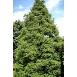 nasiona Cyprysik groszkowy Chamaecypar szt5 Fore45