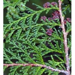 nasiona Cyprysik groszkowy Chamaecypar szt5 Fore45