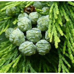 nasiona Cyprysik groszkowy Chamaecypar szt5 Fore45