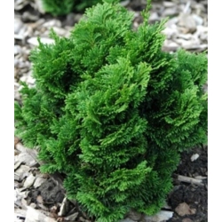 nasiona Cyprysik japoński Chamaecypari szt5 Fore44
