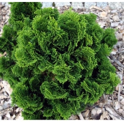 nasiona Cyprysik japoński Chamaecypari szt5 Fore44