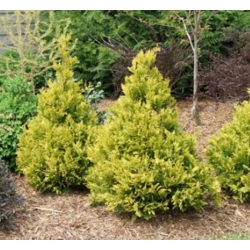 nasiona Cyprysik japoński Chamaecypari szt5 Fore44