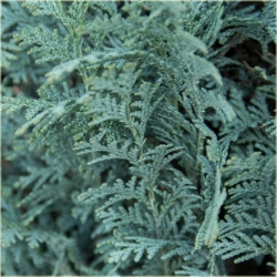 nasiona Cyprysik Lawsona Chamaecyparis