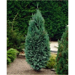 nasiona Cyprysik Lawsona Chamaecyparis