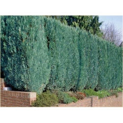 nasiona Cyprysik Lawsona Chamaecyparis