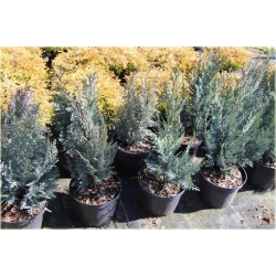 nasiona Cyprysik Lawsona Chamaecyparis