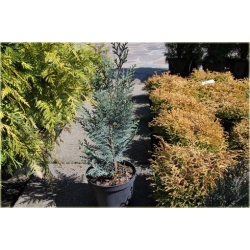 nasiona Cyprysik Lawsona Chamaecyparis