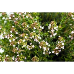 nasiona Cząber Satureja szt5 Fore151