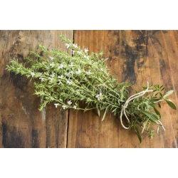 nasiona Cząber Satureja szt5 Fore151