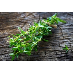 nasiona Cząber Satureja szt5 Fore151