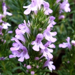 nasiona Cząber Satureja szt5 Fore151