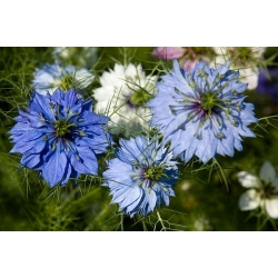 nasiona Czarnuszka siewna Nigella szt5 Fore146