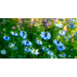 nasiona Czarnuszka siewna Nigella szt5 Fore146