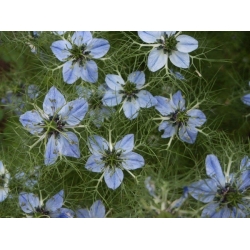 nasiona Czarnuszka siewna Nigella szt5 Fore146