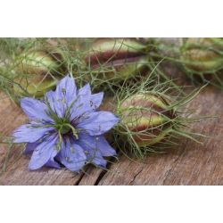 nasiona Czarnuszka siewna Nigella szt5 Fore146