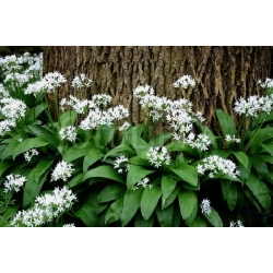 nasiona Czosnek niedźwiedzi Allium szt5 Fore125